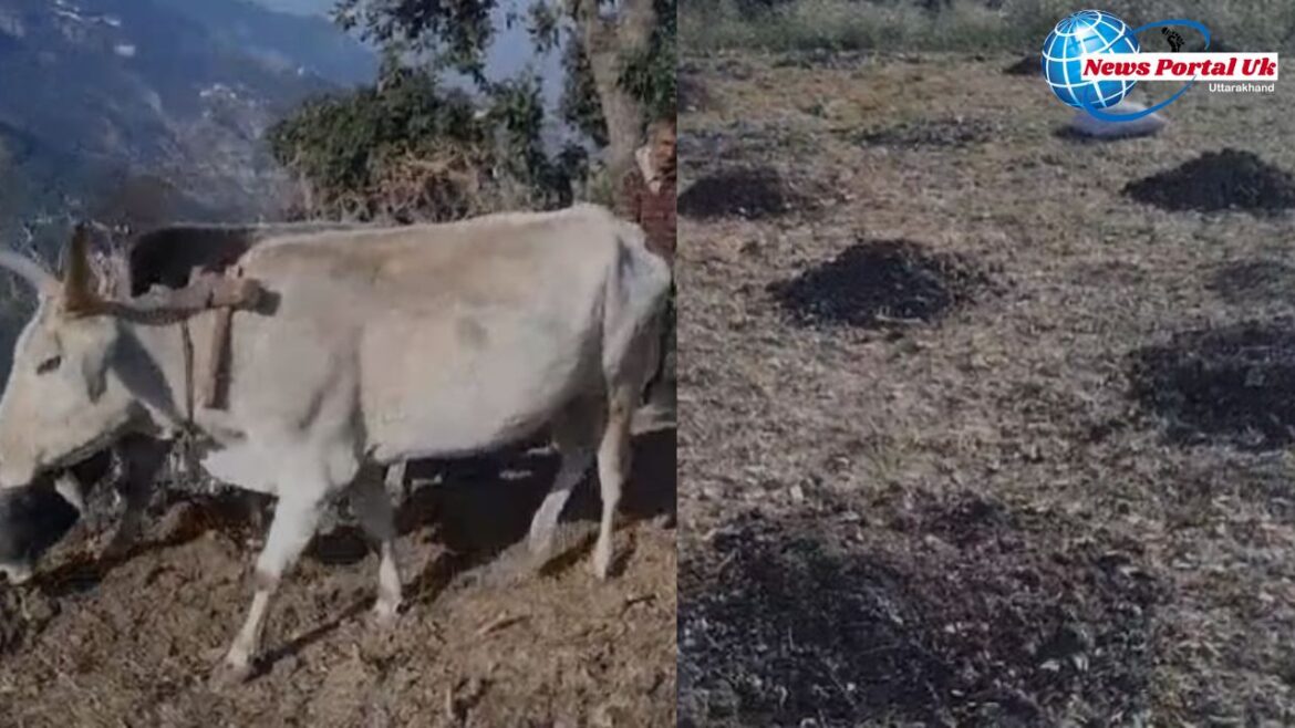 मौसम की बेरुखी से होटल व्यवसाय प्रभावित