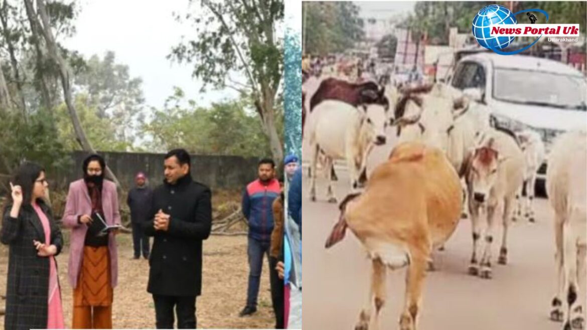 हल्द्वानी -(बड़ी खबर) जल्द खत्म होगी हल्द्वानी- लालकुआं में आवारा जानवरों से परेशानी, पढ़िए DM का एक्शन प्लान