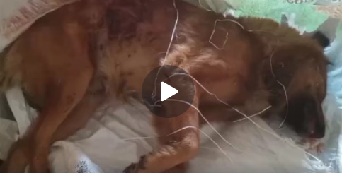 पड़ोसी के कुत्ते को गोली मारने के आरोप में पुलिस ने युवक के खिलाफ मुकदमा किया दर्ज बंदूक करी सीज