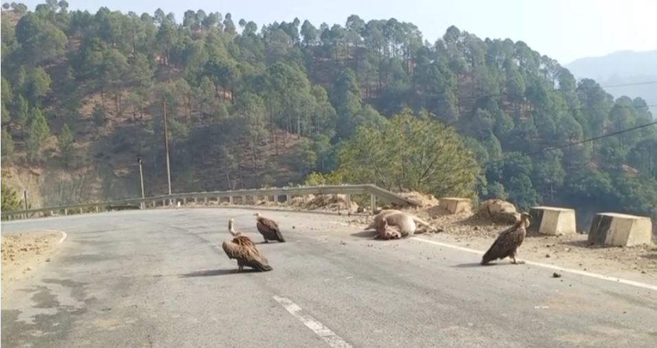 दिखने लगे विलुप्त हो रहे गिद्ध पर्यावरण प्रेमीयो ने जताई खुशी