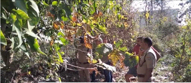 हल्द्वानी – कमलुवागांजा में संदिग्धावस्था में पेड़ से लटका मिला युवती का शव क्षेत्र में मचा हड़कंप