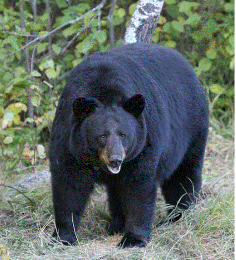 लालकुआँ में फिर से विशालकाय भालू के आने से मचा हडकंप दहशत में ग्रामीण