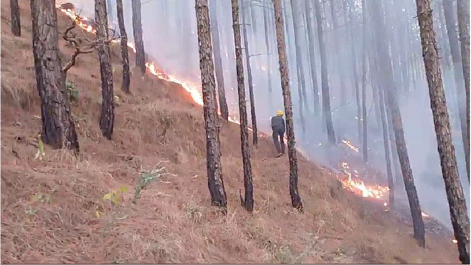 अराजक तत्वों ने जंगलों में लगाई आग