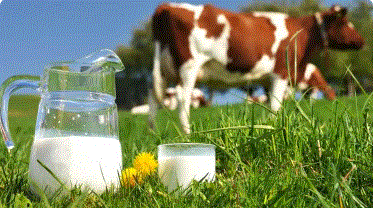 गाय के दूध में वायरस, WHO ने दी चेतावनी
