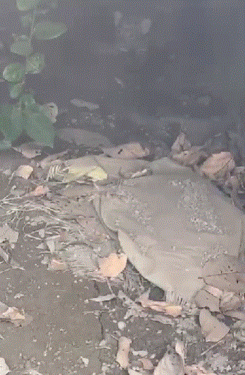 गुलदार व गुलदार के बच्चे दिखने से दहशत