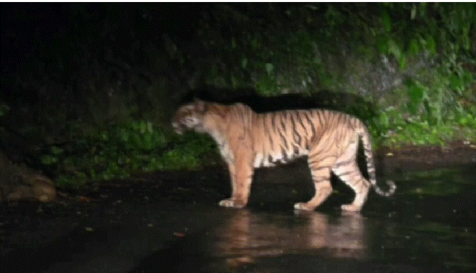 रामनगर वन प्रभाग के मोहान क्षेत्र में घायल टाइगर के दिखने से ग्रामीणों में दहशत