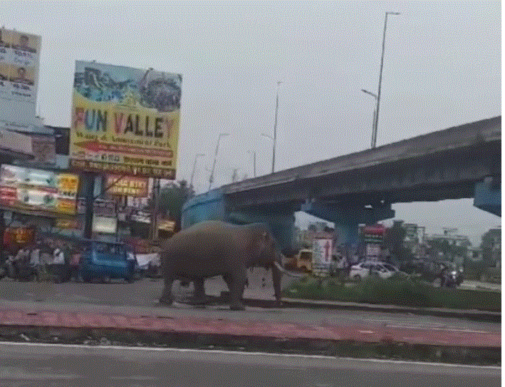 ऋषिकेश हाथी चले बाजार कुत्ते भोंकते हजार