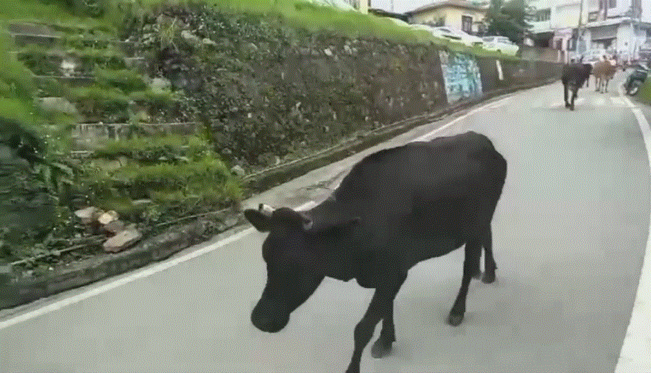 आवारा गोवंश बने बड़ा खतरा लोगों ने प्रशासन से गोवंसो को आवारा छोड़ने वालो पर कार्यवाही की उठाई मांग