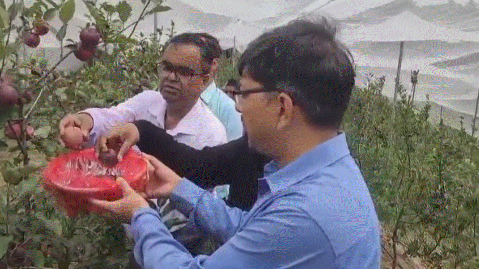 कास्तकारों की मेहनत पेड़ों में लदे सेब व कीवी स्वत ही बयां कर रहे हैं किसानो की आर्थिक का बन रहे हैं