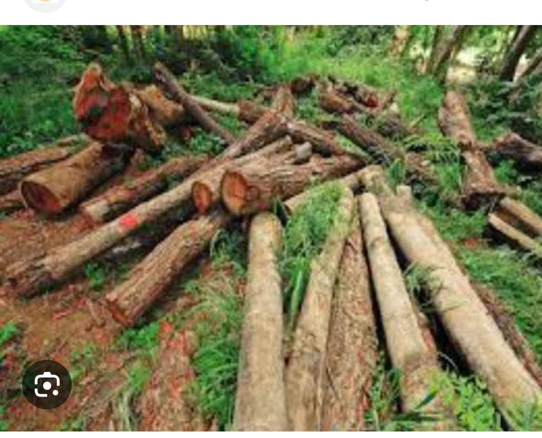 मुखानी चौराहे से सेन्ट्रल अस्पताल तिराहे तक वृक्षों के कटान कार्य के दौरान यातायात डायवर्जन प्लान