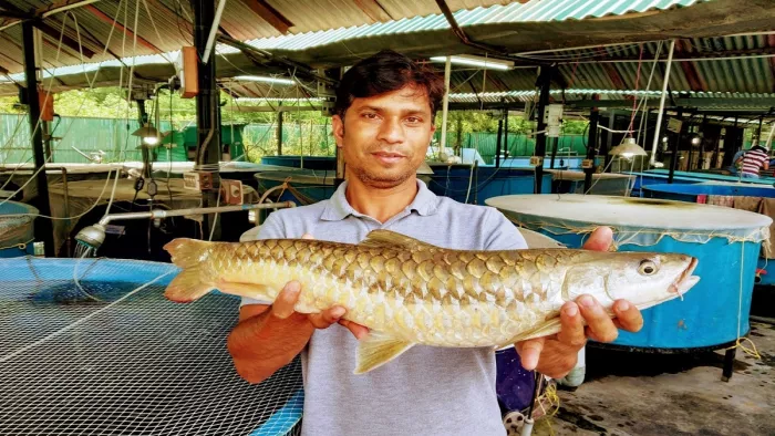 14 साल बाद उत्तराखंड के जलाशयों में फिर दिखी गोल्डन महाशीर की चमक, 2010 में घोषित किया गया था विलुप्तप्राय