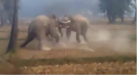 जगजीतपुर इलाके में आजकल हाथियों की जंग हुई खूब वायरल !