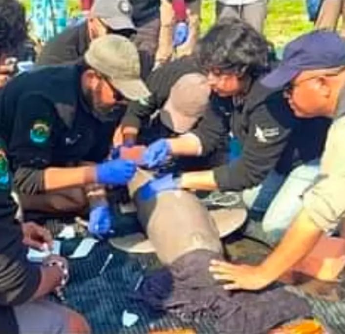 राष्ट्रीय गंगा नदी डॉल्फिन यहां हुई टैग. WII देहरादून ने जताई खुशी।।