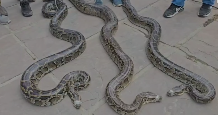 रामनगर में ढाई कुंटल से अधिक वजन के 3 विशालकाय अजगरों का सफल रेस्क्यू