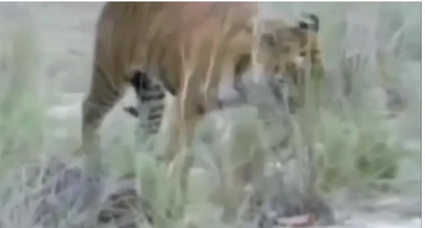 कॉर्बेट नेशनल पार्क ने इस साल दर्ज की ऐतिहासिक राजस्व वृद्धि, पर्यटकों की संख्या में भी हुआ इजाफा