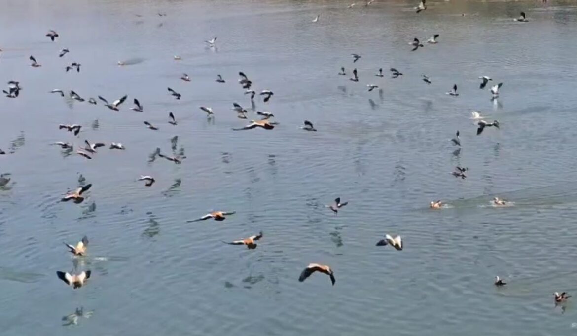 कॉर्बेट की कोसी नदी से विदा हुए परिंदे: गर्मियों की दस्तक के साथ लौटने लगे प्रवासी पक्षी