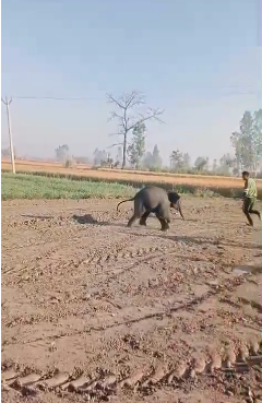 बाजपुर: जंगल से भटककर पहुंचे हाथी के बच्चे का रेस्क्यू, ग्रामीणों में राहत, देखें विडियो