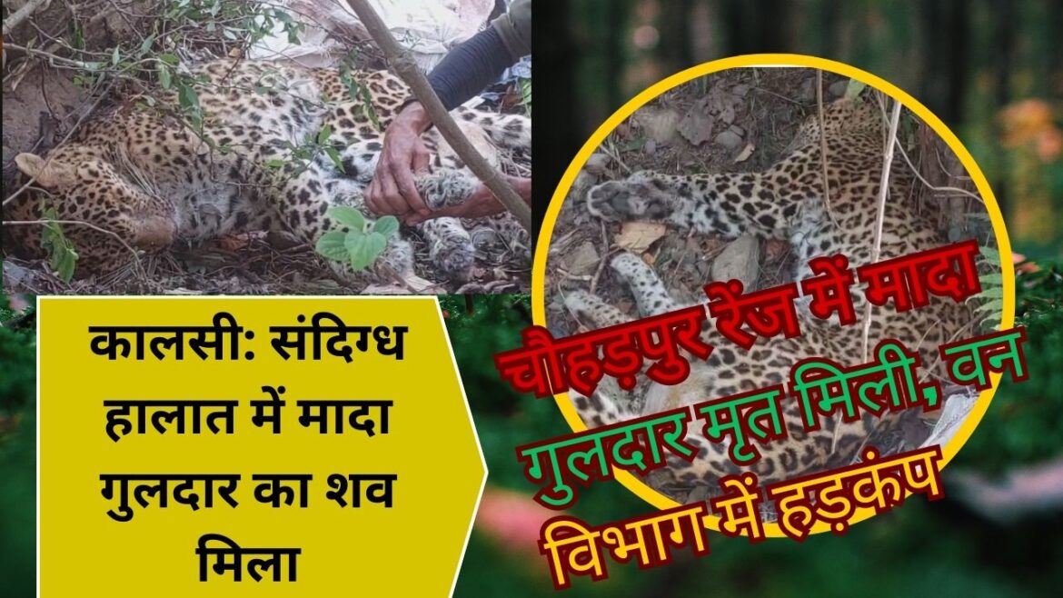 कालसी वन प्रभाग में मादा गुलदार का शव मिलने से मचा हड़कंप, प्रारंभिक जांच में भूख से मौत की आशंका