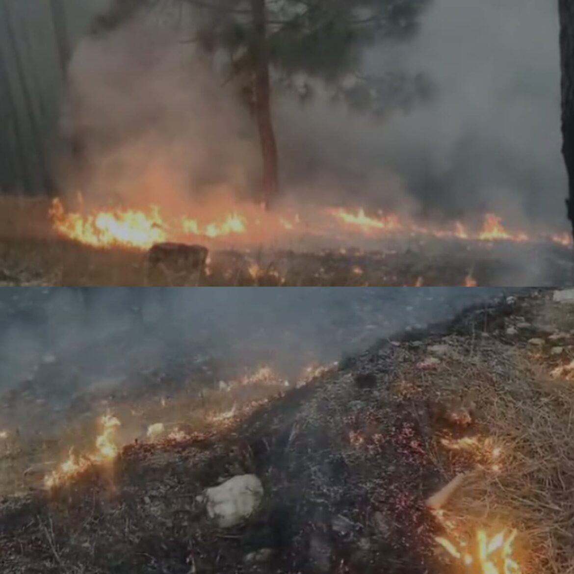 उत्तराखंड में बढ़ रही जंगल की आग की घटनाएं