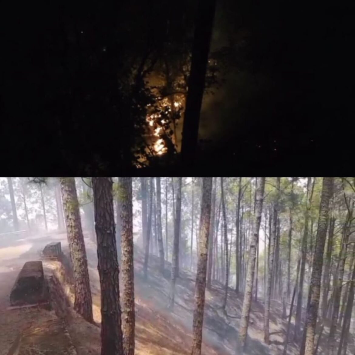 चंपावत के बाराकोट क्षेत्र के जंगलों में भीषण आग, वन संपदा को भारी नुकसान