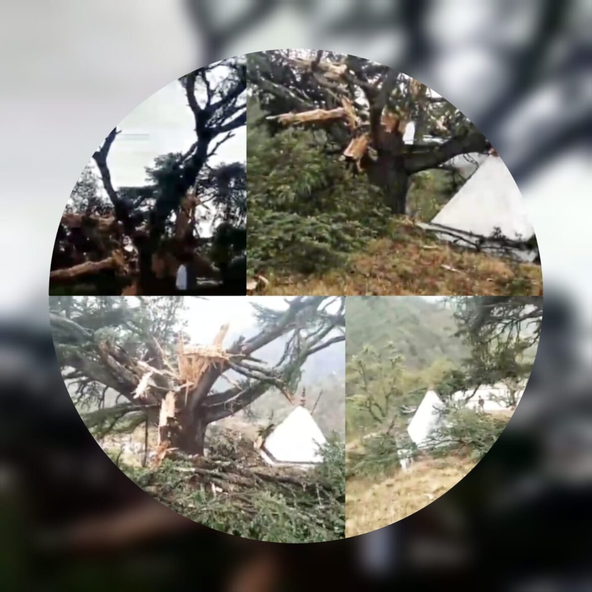 जय गांव भूमिया मंदिर परिसर में आकाशीय बिजली गिरने से विशाल पेड़ क्षतिग्रस्त