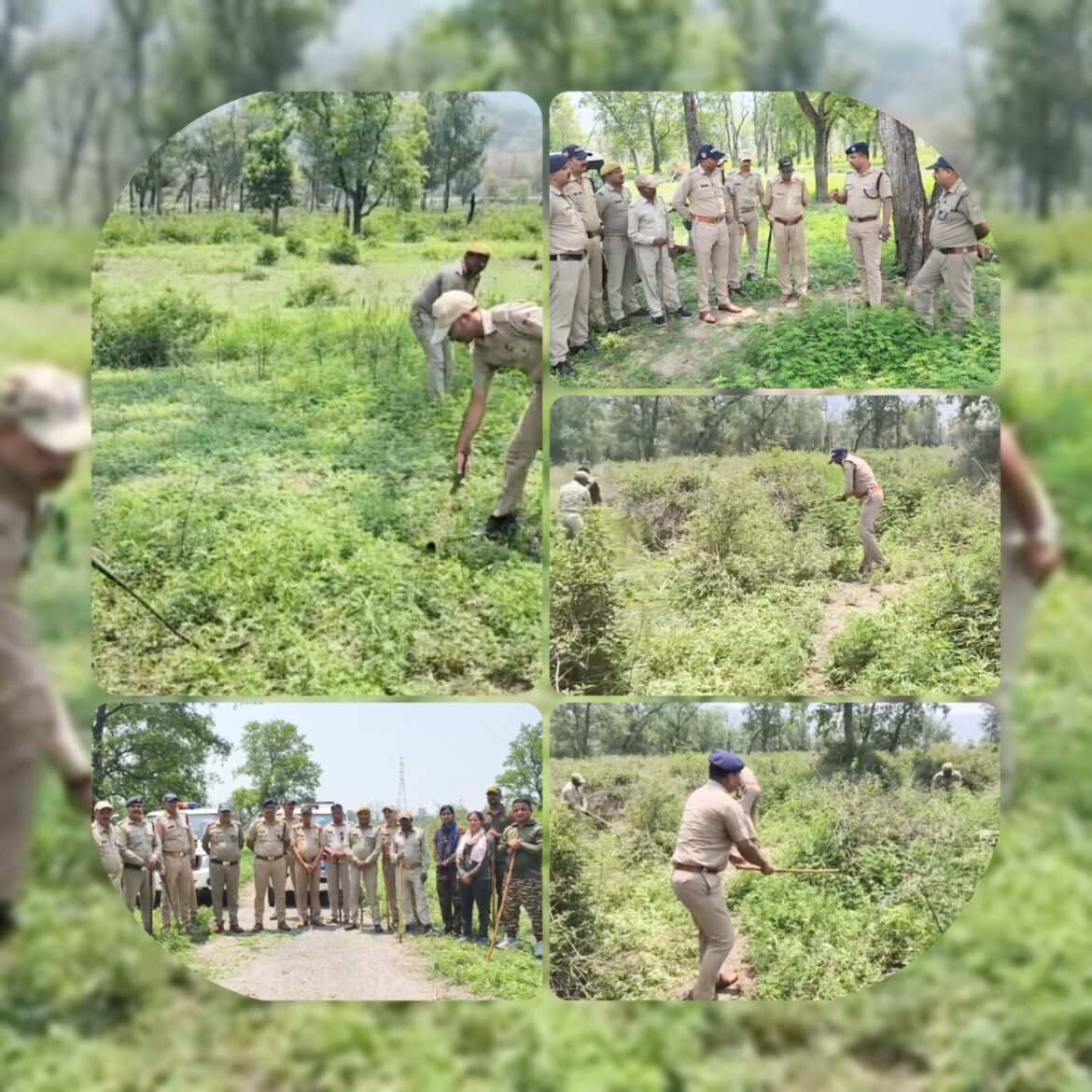 भांग की अवैध खेती पर पौड़ी पुलिस की बड़ी कार्रवाई, लक्ष्मणझूला क्षेत्र में तीन बीघे में फैली भांग की फसल नष्ट