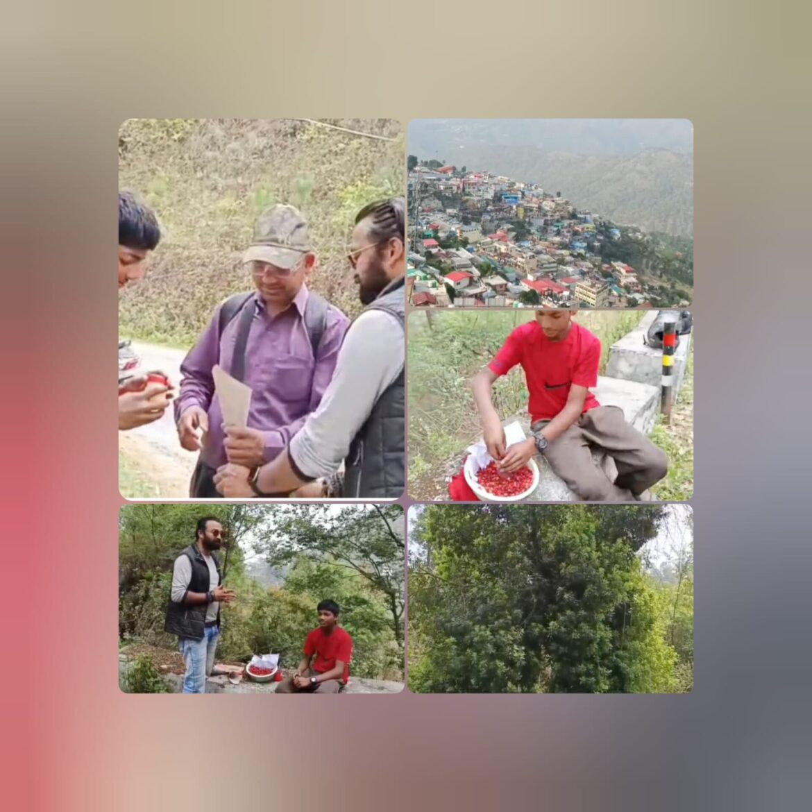 पौड़ी जिले में काफल की बहार, युवाओं को मिल रहा स्वरोजगार का अवसर