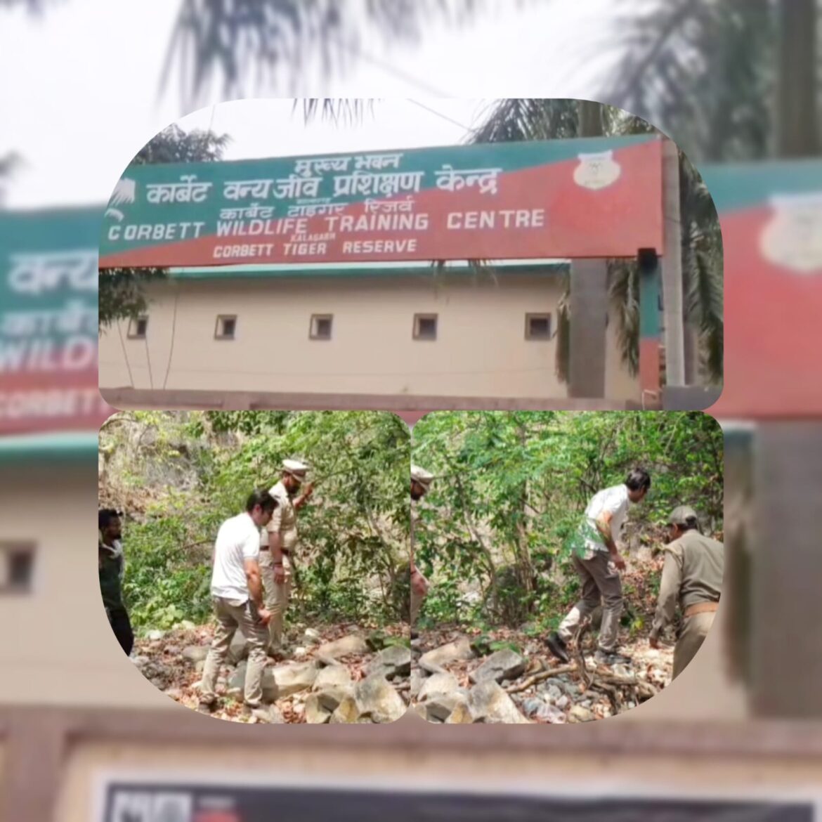 कार्बेट टाइगर रिज़र्व में नर बाघ का खूनी संघर्ष, बाघिन के दो शावकों की दर्दनाक मौत