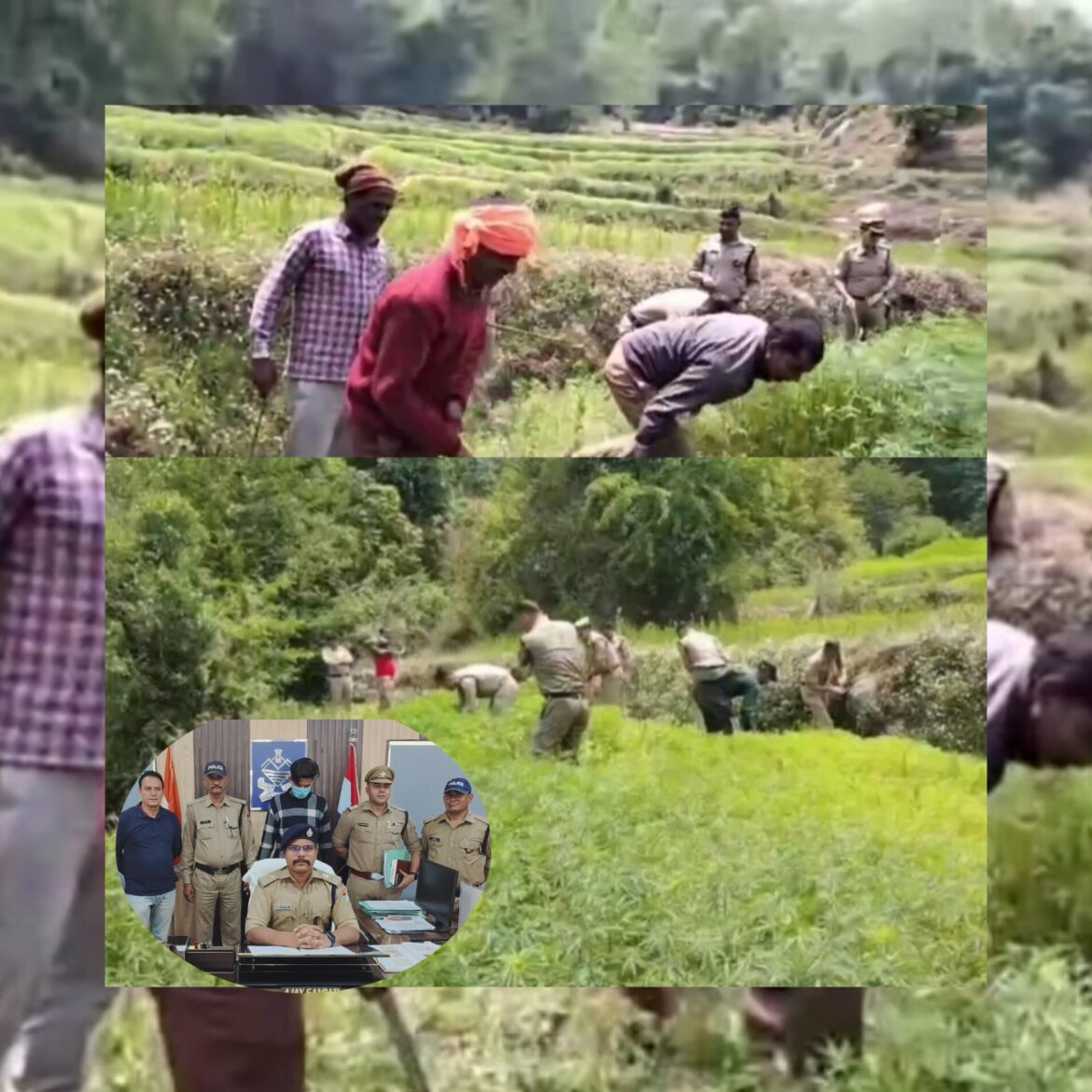 चंपावत पुलिस का नशे के खिलाफ अभियान तेज़, अवैध भांग की खेती पर कसा शिकंजा