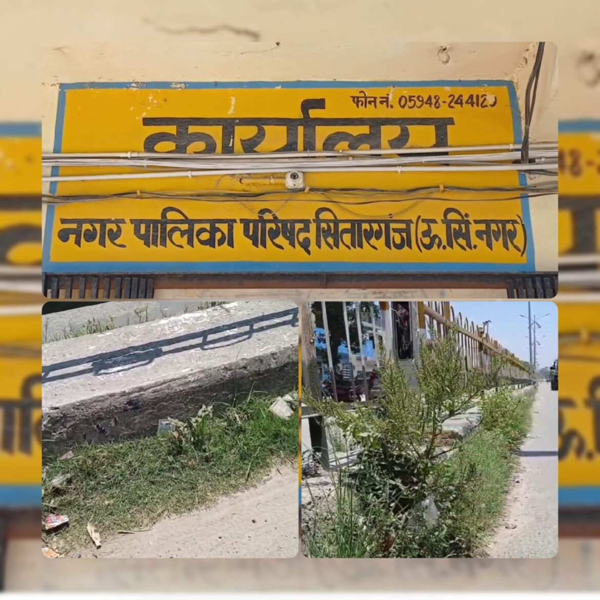 शहर की सफाई व्यवस्था सवालों के घेरे में, मुख्य मार्गों पर उगी घास और जंगली पौधे