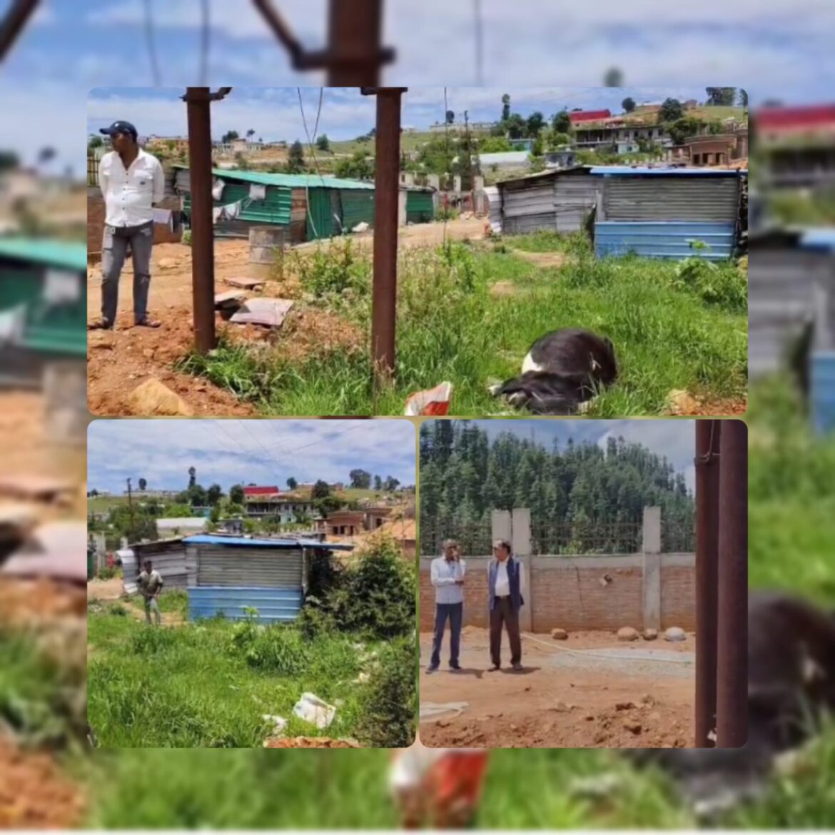 केंद्रीय विद्यालय परिसर में करंट से गाय की मौत, ग्रामीणों में आक्रोश