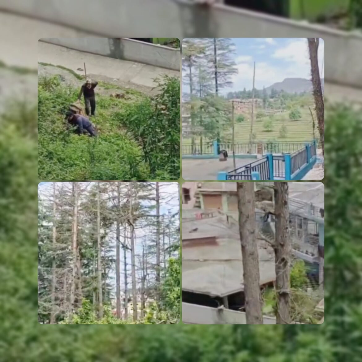 लोहाघाट के भेड़खान क्षेत्र में देवदार के पेड़ों की कटाई और अतिक्रमण से हड़कंप