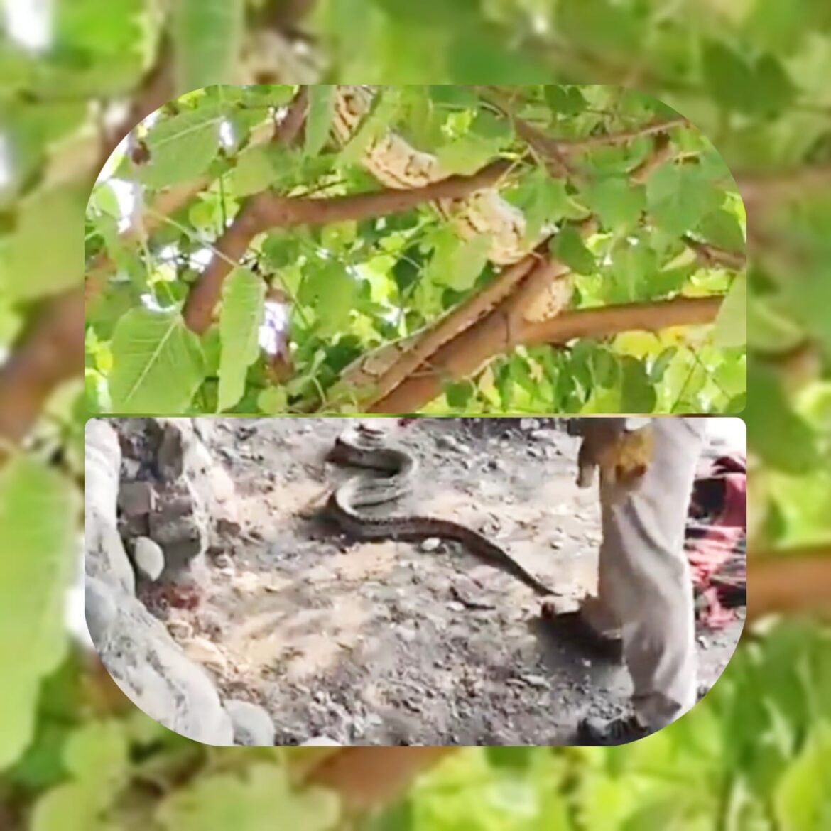 हरिद्वार: गंगा घाट पर पेड़ से लिपटा अजगर, वन विभाग ने किया रेस्क्यू