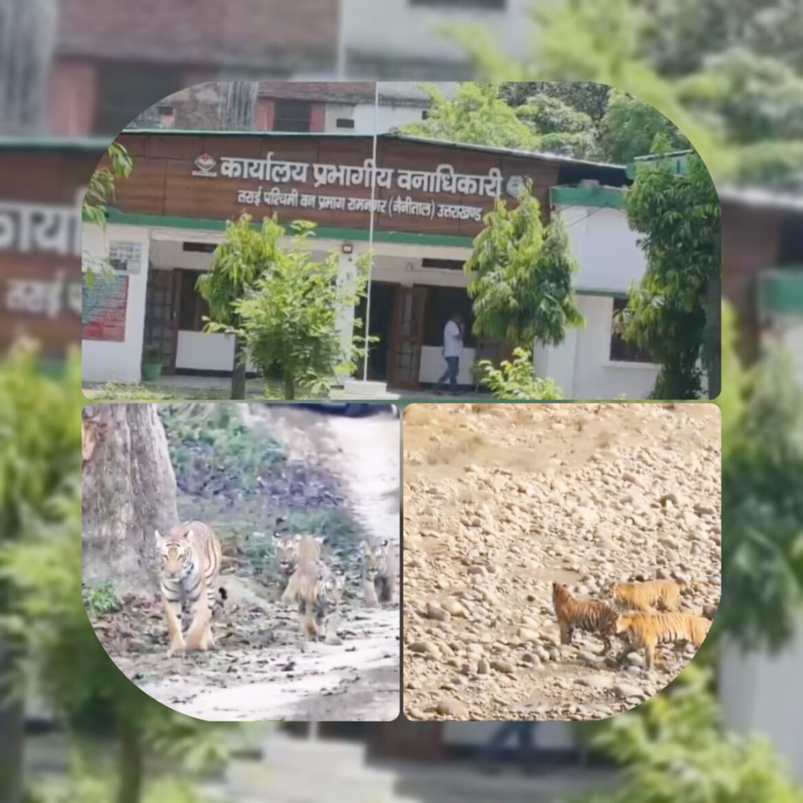 तराई पश्चिम वन प्रभाग में जंगली जानवरों के लिए जल संकट से निपटने के प्रयास