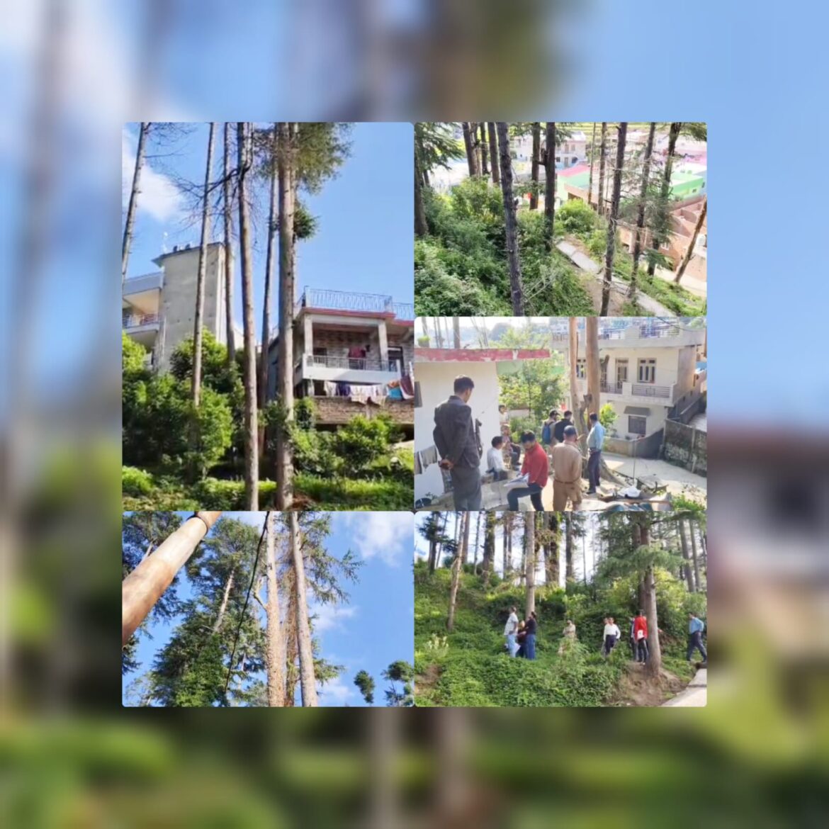 लोहाघाट में देवदार के पेड़ों पर संकट: भेड़ खान क्षेत्र में अवैध कब्जे और पेड़ों को सुखाने का मामला उजागर