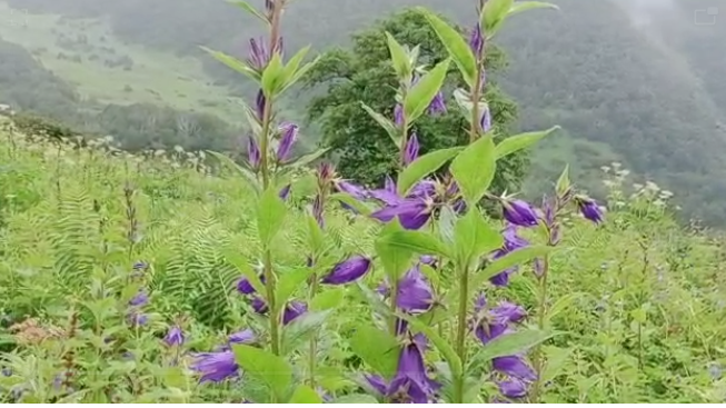 फूलों की घाटी बनी प्रकृति प्रेमियों का स्वर्ग, विदेशी सैलानियों की भी उमड़ी भीड़