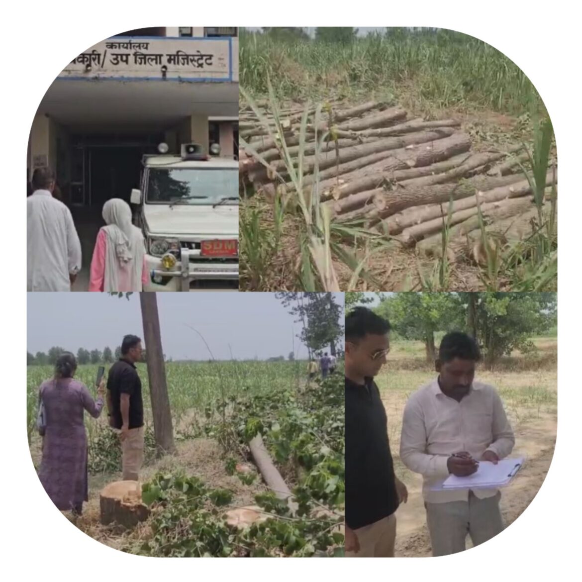 विवादित सरकारी भूमि पर काटे गए लाखों के पॉपुलर के पेड़, जांच में जुटा प्रशासन