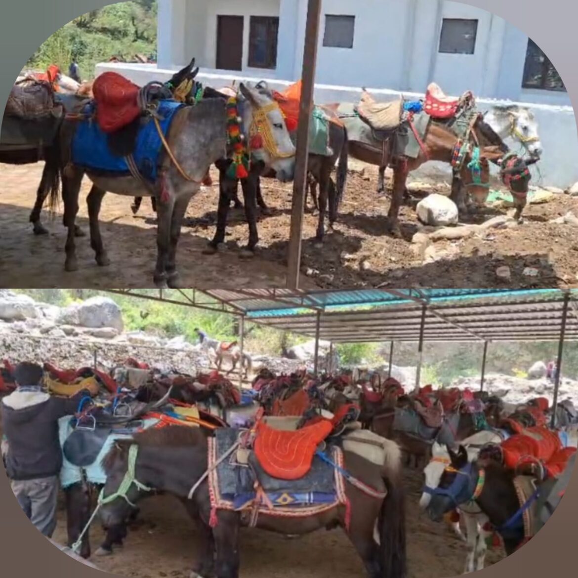 केदारनाथ के बाद अब यमुनोत्री धाम में घोड़े-खच्चरों में अज्ञात बीमारी के लक्षण, पशुपालन विभाग में हड़कंप