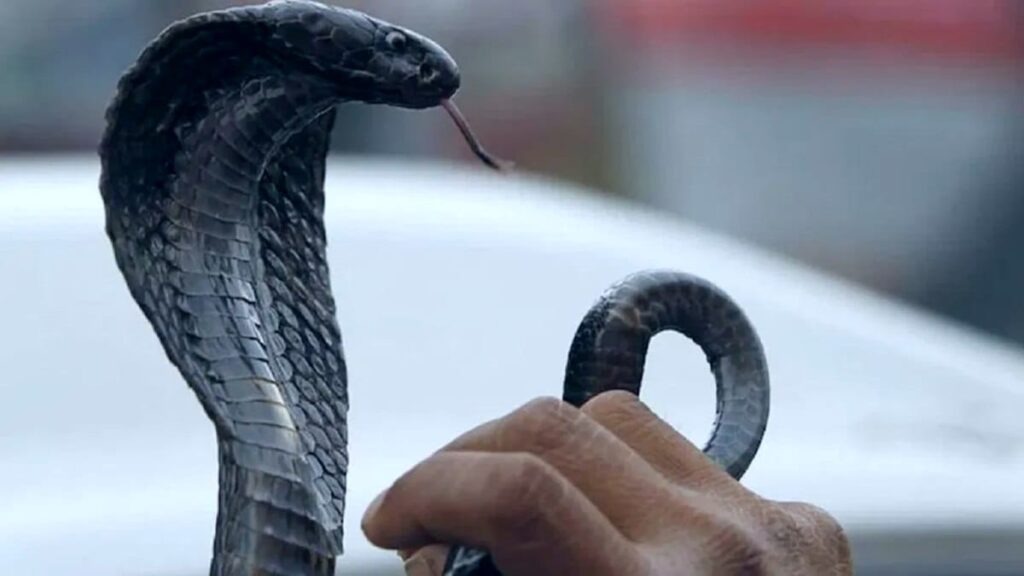 हल्द्वानी: आंगन में पानी भर रही महिला को सांप ने डसा, इलाज के दौरान मौत