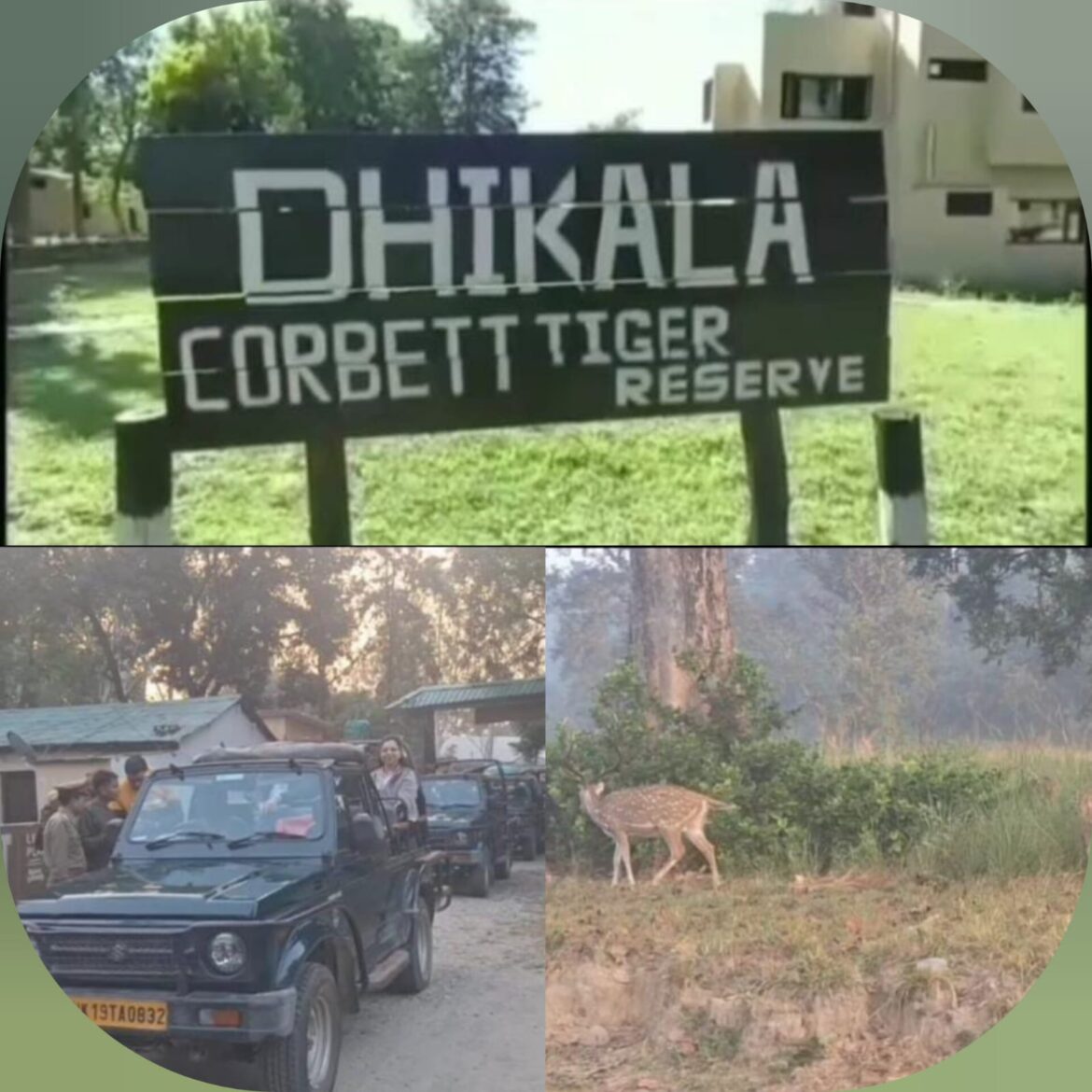 कॉर्बेट टाइगर रिजर्व: 15 जून से ढिकाला जोन पर्यटकों के लिए बंद, नाइट स्टे सुविधा भी बंद रहेगी