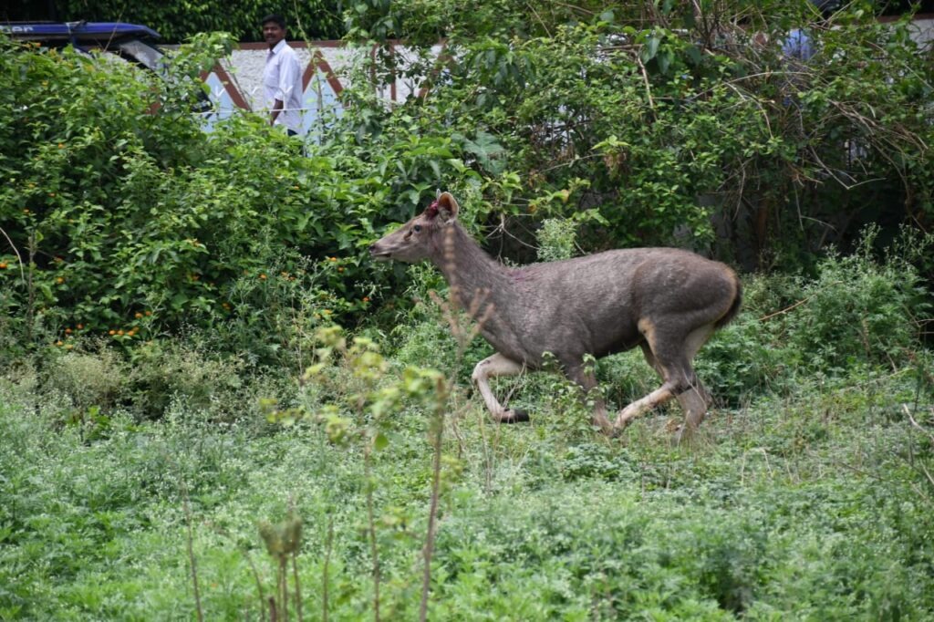 हल्द्वानी: आबादी में भटके सांभर का रेस्क्यू, लेकिन नहीं बची जान