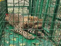 गुलदार पकड़ाया, रानीबाग क्षेत्र में दहशत का अंत – वन विभाग ने की पुष्टि