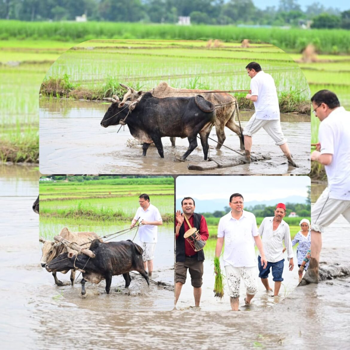 सीएम धामी ने की धान रोपाई, खेत में बिताए पुराने दिनों को किया याद