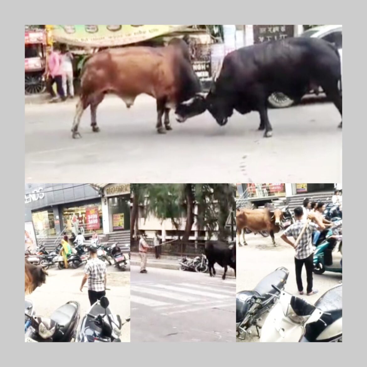 हाईवे बना अखाड़ा: मलकपुर चुंगी के पास दो सांडों की सड़क पर घंटों चली भिड़ंत, वीडियो वायरल