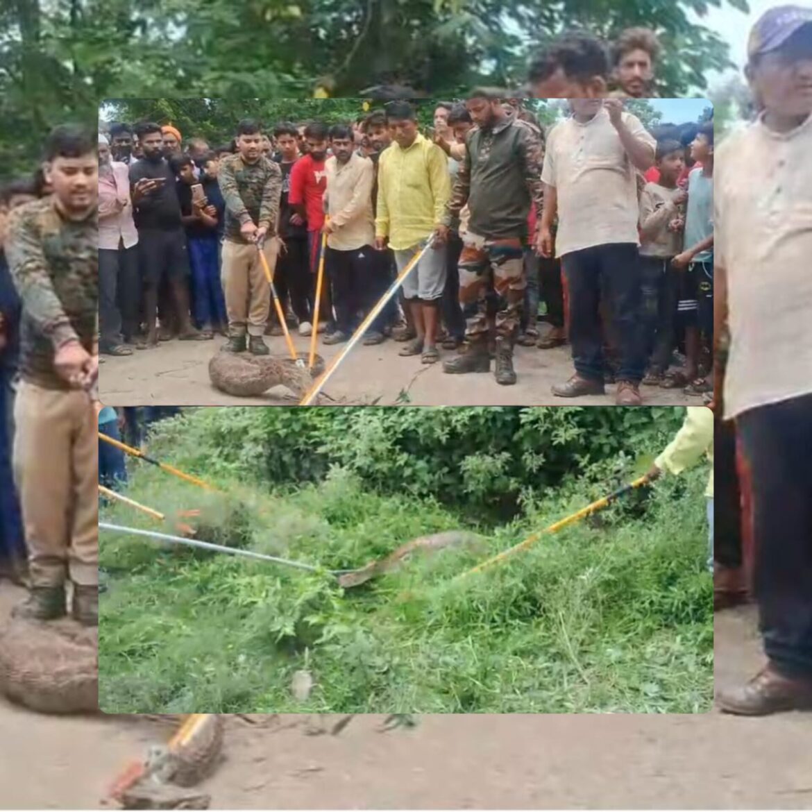 हरिद्वार के लालढांग में किसान के खेत के पास मिला 12 फीट लंबा अजगर, वन विभाग ने किया सफल रेस्क्यू