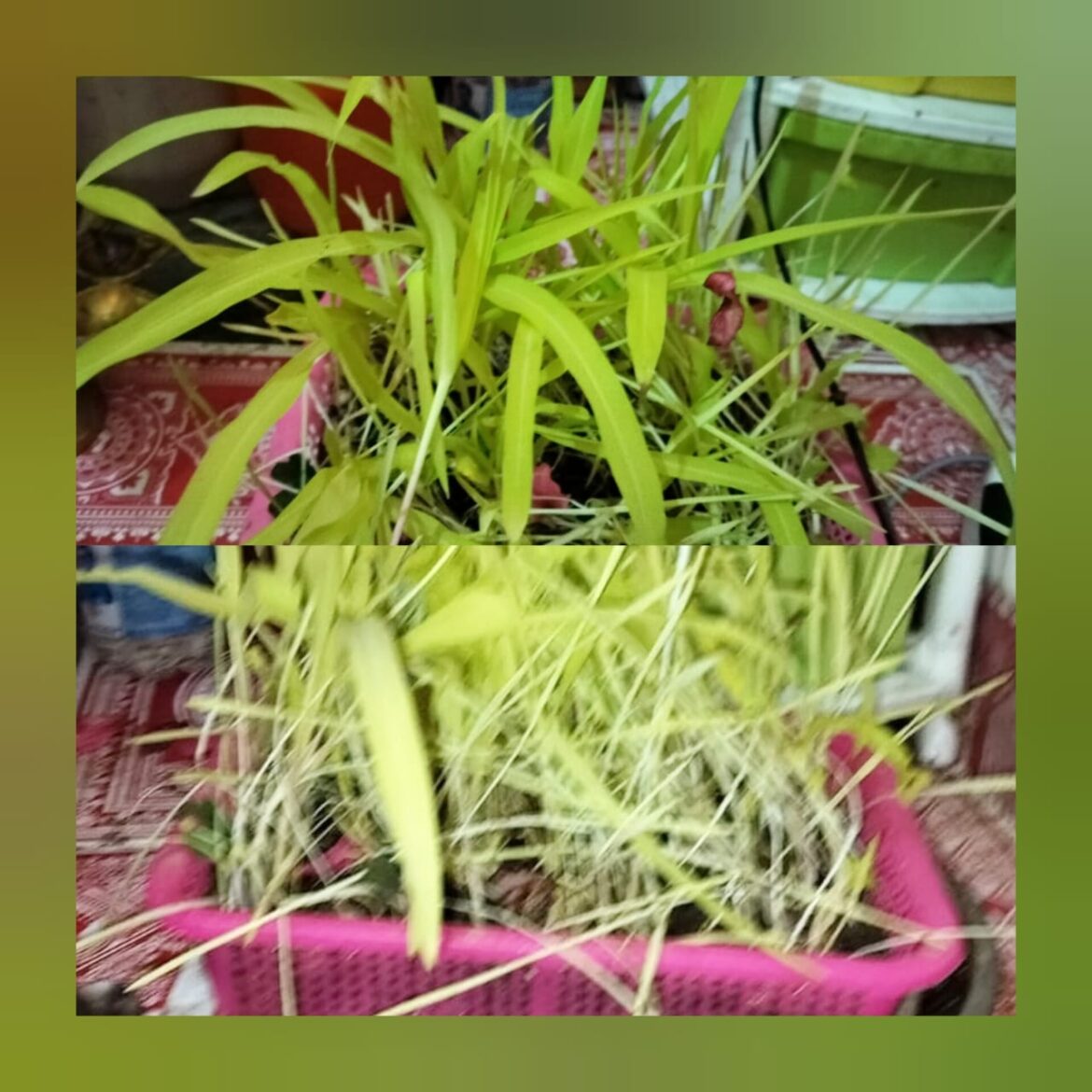 हरेला पर्व की धूम: हरियाली, समृद्धि और पर्यावरण संरक्षण का संदेश लेकर उत्तराखंड में हर्षोल्लास से मनाया गया हरेला