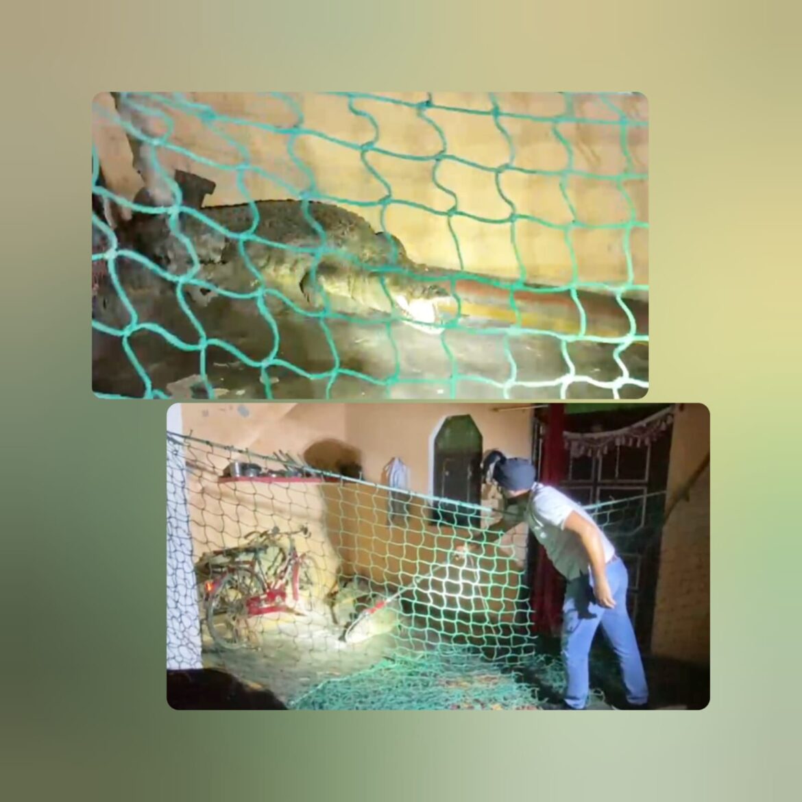 लक्सर रेंज के गिद्दावाली गांव में घुसा विशालकाय मगरमच्छ, दो घंटे चले रेस्क्यू ऑपरेशन के बाद गंगा में छोड़ा गया