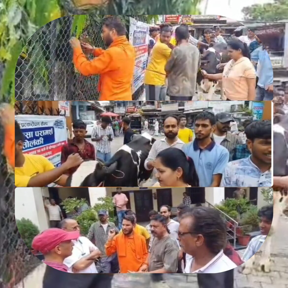 रामनगर में आवारा गायों से परेशान लोग, करणी सेना युवा शक्ति का नगर पालिका में प्रदर्शन