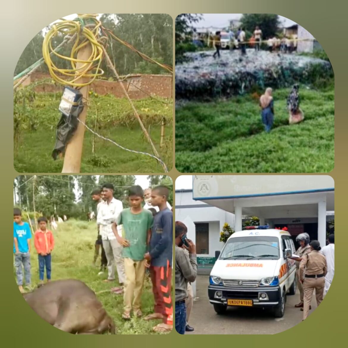 शहरी सीमा से सटे पंडरी गांव में करंट लगने से महिला और भैंस की दर्दनाक मौत, इलाके में मचा कोहराम