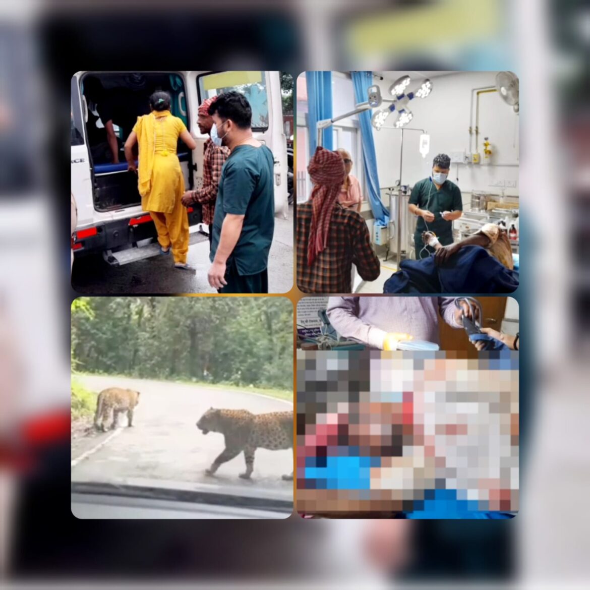 गंगा दर्शन क्षेत्र में फिर गुलदार का आतंक, सुबह की सैर पर निकले व्यक्ति पर किया हमला